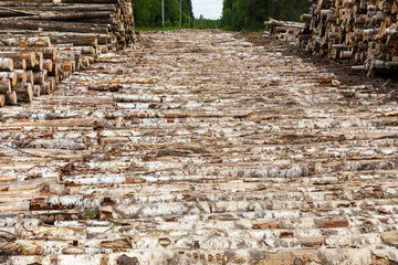 Fototapeta premium Log road in the forest. birch tree bridge made on a muddy road.