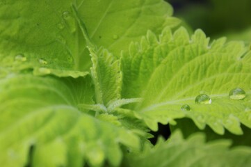 leaf with water drops