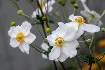 White Japanese anemone, thimbleweed, or windflower blossoms and buds.