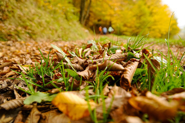 Autumn leaves in the green grass, autumn forest with tourists