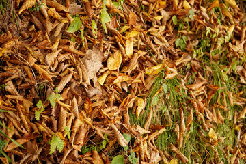 curled dry leaves in the grass, early autumn in the forest, yellow leaves in the forest, yellow-green background