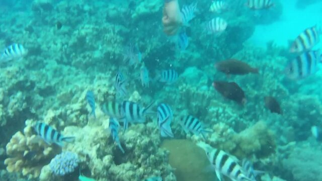 Tropical bright fishes and coral reef in saipan