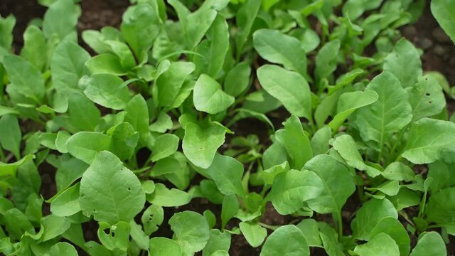 spinach leaf at agriculture field.