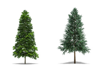 Norway Spruce (Picea abies) and Serbian Spruce (Picea omorika) Plant, Trees isolated on white...