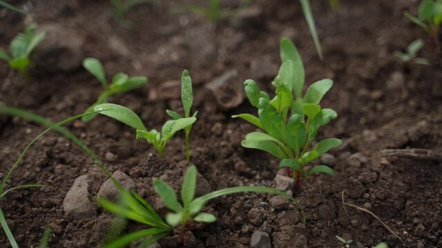 green leaf of vegetables at agriculture field.