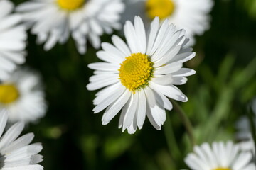 Fototapeta premium Common Daisy small flower in the field of flowers