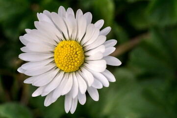 Common Daisy small flower green out of focus background macro close up