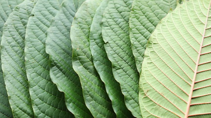 Close-up of kratom leaves. Mitragyna speciosa stacked kratom leaves that can be seen naturally in detail with the naked eye. selective focus