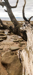 Dry log of the fallen tree on the rock beach on a cloudy day. 