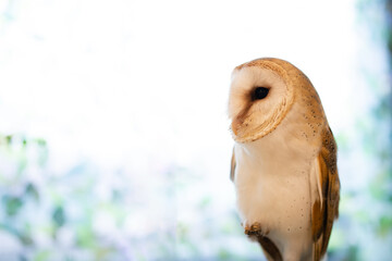 メンフクロウとコピースペース