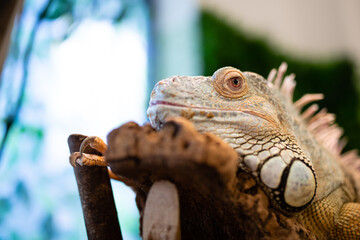 グリーンイグアナ