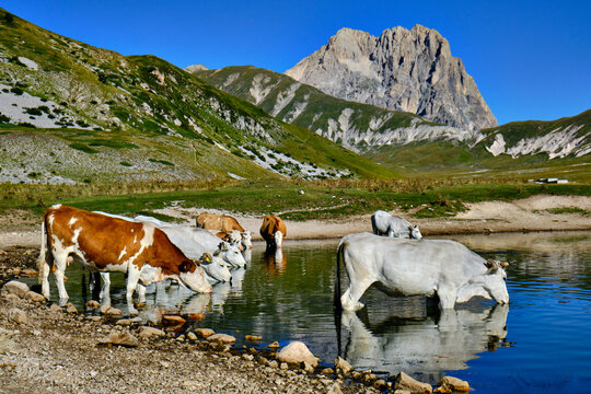 Cows drink in Pietranzoni lake in Campo Imperatore with the Gransasso group in the background. Magic and wild italian landscape in Abruzzo near l'Aquila. peacefull place and cows reflection under blue