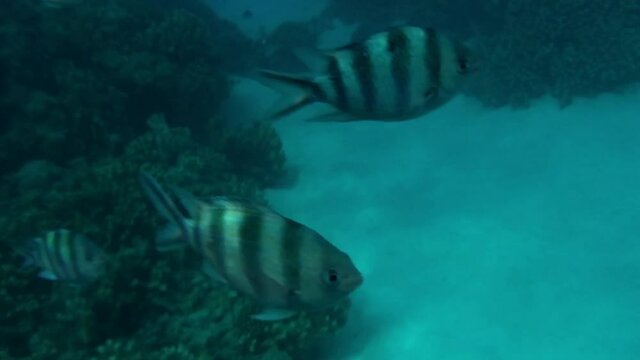 Tropical bright fishes and coral reef in saipan
