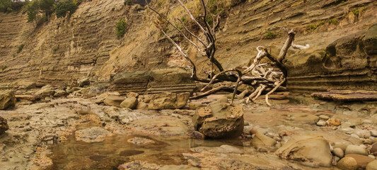 Dry log of the fallen tree on the rock beach on a cloudy day. 