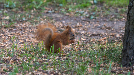 Cute little Eurasian red squirrel standing on a green forest lawn, close-up. Summer landscape. Animal concept.