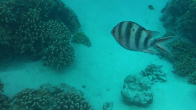 Tropical bright fishes and coral reef in saipan