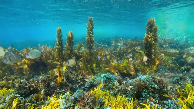 Algae and fish underwater in the Atlantic ocean in shallow water, Spain, Galicia