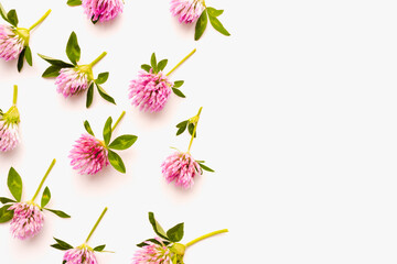 Pink flowers on white. Clover flowers. Blooming clover on a white background. Medicinal herbs. Meadow flowers. 