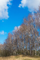 Birch tree forest view into the blue sky