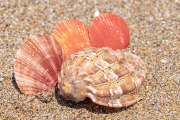 Beautiful sea shells on the beach lying on the sand on a sunny day. Sea background. Seashells.