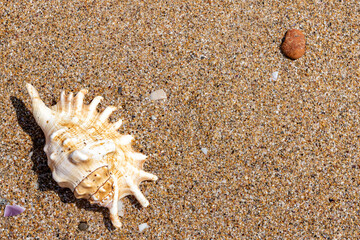 Beautiful sea shells on the beach lying on the sand on a sunny day. Sea background. Seashells.