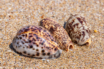 Beautiful sea shells on the beach lying on the sand on a sunny day. Sea background. Seashells.
