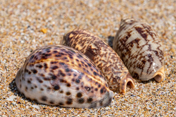 Beautiful sea shells on the beach lying on the sand on a sunny day. Sea background. Seashells.