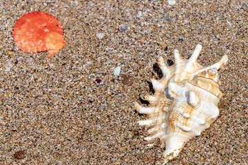 Beautiful sea shells on the beach lying on the sand on a sunny day. Sea background. Seashells.