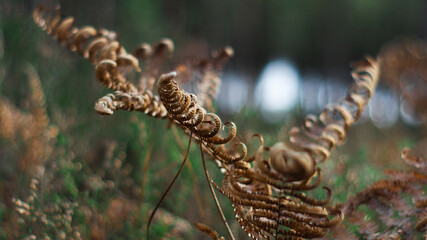 Macro de grandes feuilles de fougère marrons, photographiées entre les rangées de pins, dans la forêt des Landes de Gascogne