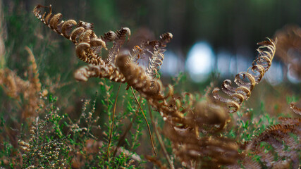 Macro de grandes feuilles de fougère marrons, photographiées entre les rangées de pins, dans la forêt des Landes de Gascogne
