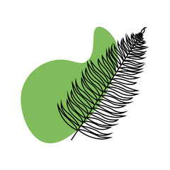 fern leaf isolated on white background