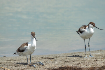 Shiloklyuvka. Recurvirostra avosetta. A large black-and-white sandpiper with an up-curved beak.