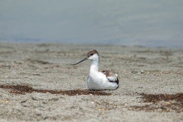 Shiloklyuvka. Recurvirostra avosetta. A large black-and-white sandpiper with an up-curved beak.