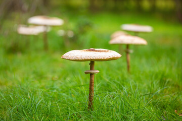 Macrolepiota procera, the parasol mushroom, in a fairy ring