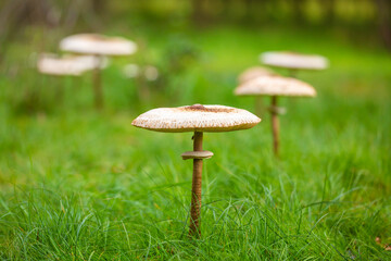 Macrolepiota procera, the parasol mushroom, in a fairy ring © Sander Meertins