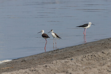 Stilt walker. Himantopus himantopus. The Red Book of Russia.