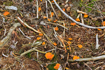 Spruce tree forest floor during Autumn season