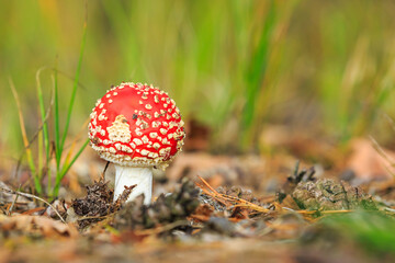 amanita muscaria, fly agaric or fly amanita basidiomycota muscimol mushroom, dreamlike soft focus and setting