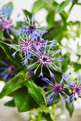 pink and white flowers