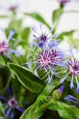 pink and white flowers