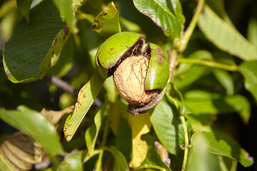 Walnut tree with walnut fruit in pericarp on branch