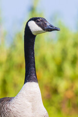 Canadian goose Branta canadensis in a meadow