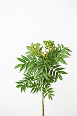 plant on a white background