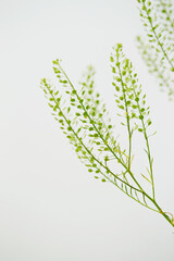 close up of a branch of a plant