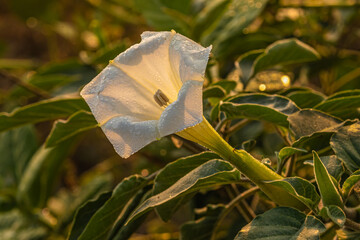 White Trumpet flower in golden Light