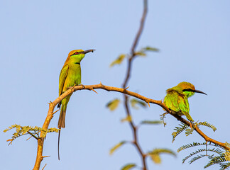 Green Bee Eater with a bee
