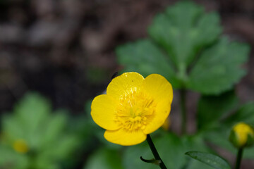 Naklejka premium yellow tulip flower