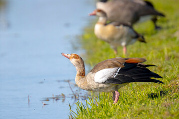 Egyptian geese couple Alopochen aegyptiacus