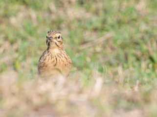 Field pipit in alert mode