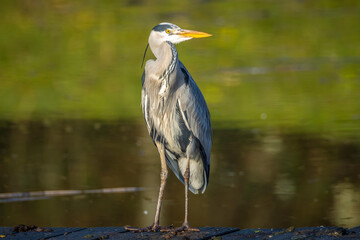 Grey heron, Ardea cinerea, hunting and fishing